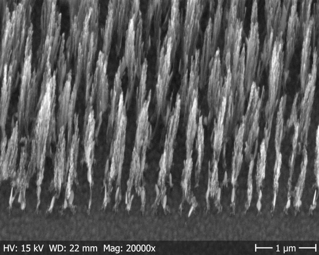 SEM image of the vertically aligned CNF growth taken at 40° tilt.