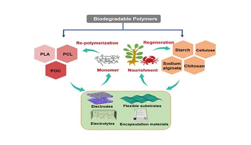 Biodegradable Polymers Are Promising for Supercapacitors