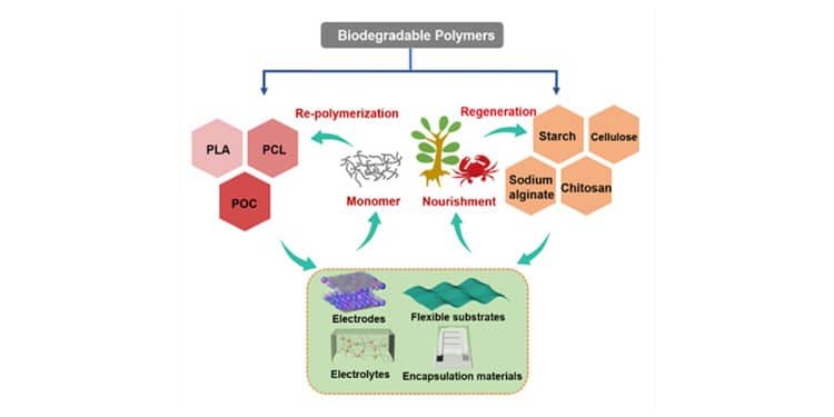 Biodegradable polymers in supercapacitors and the recycling process (Source: DICP; Image by WU Lu)