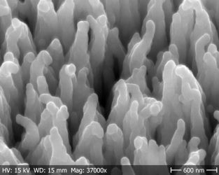 Figure 9. SEM image of the CNFs after being coated with Al2O3/HfO2/Al2O3 (5/3/5 nm) via ALD; source: Smoltek