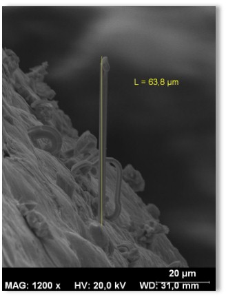 SEM-whisker-results
